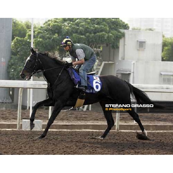 Dance in The Mood pictured at Sha Tin racetrack during morning track works Hong Kong, 6th dec. 2006 ph. Stefano Grasso