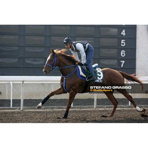 Admire Man pictured at Sha Tin racetrack during morning track works Hong Kong, 6th dec. 2006 ph. Stefano Grasso