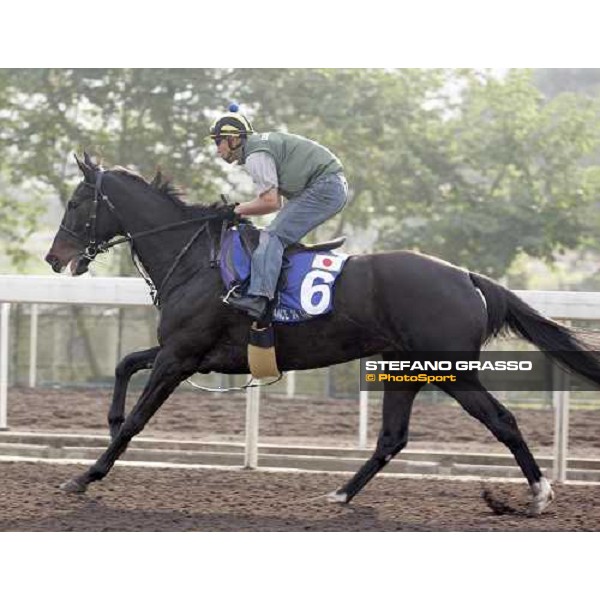 Dance in The Mood pictured at Sha Tin racetrack during morning track works Hong Kong, 6th dec. 2006 ph. Stefano Grasso