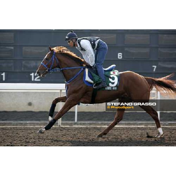 Admire Man pictured at Sha Tin racetrack during morning track works Hong Kong, 6th dec. 2006 ph. Stefano Grasso