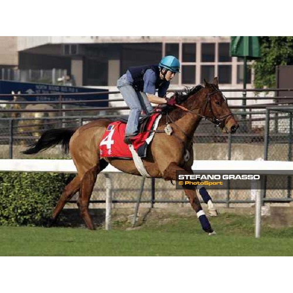 Pride pictured at Sha Tin racetrack during morning track works Hong Kong, 6th dec. 2006 ph. Stefano Grasso