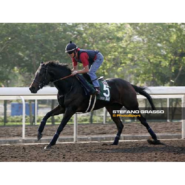 Ouija Board pictured at Sha Tin racetrack during morning track works Hong Kong, 6th dec. 2006 ph. Stefano Grasso