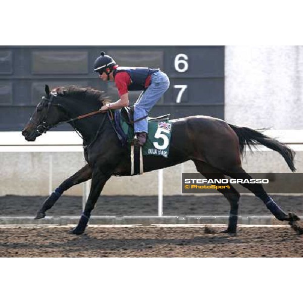 Ouija Board pictured at Sha Tin racetrack during morning track works Hong Kong, 6th dec. 2006 ph. Stefano Grasso