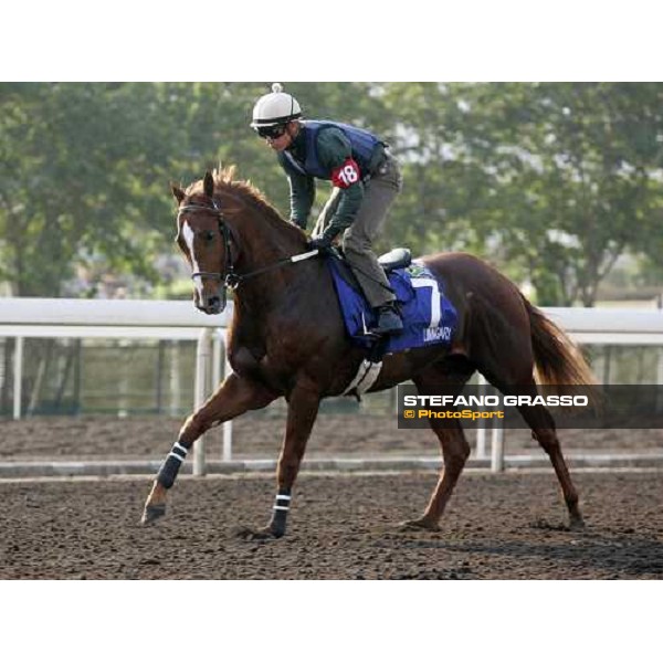 Linngari pictured at Sha Tin racetrack during morning track works Hong Kong, 6th dec. 2006 ph. Stefano Grasso