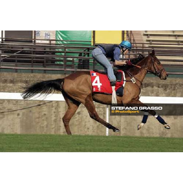 Pride pictured at Sha Tin racetrack during morning track works Hong Kong, 6th dec. 2006 ph. Stefano Grasso
