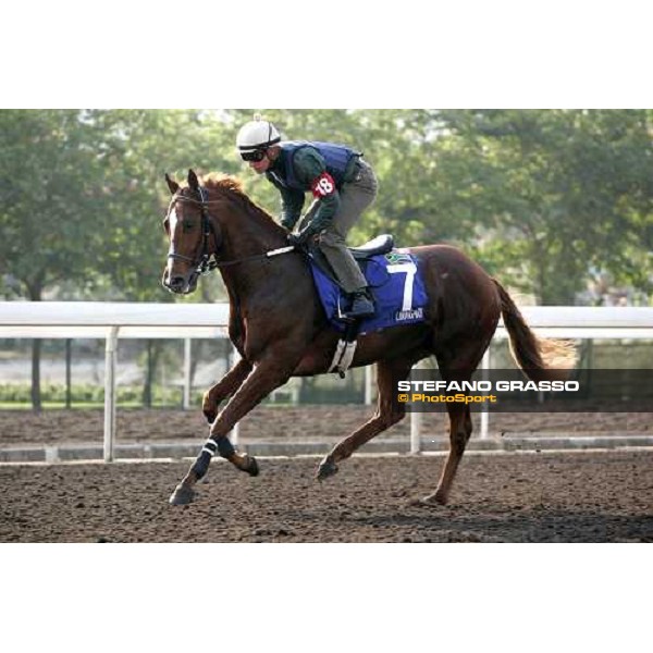 Linngari pictured at Sha Tin racetrack during morning track works Hong Kong, 6th dec. 2006 ph. Stefano Grasso