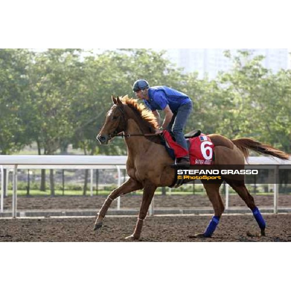 Satwa Queen pictured at Sha Tin racetrack during morning track works Hong Kong, 6th dec. 2006 ph. Stefano Grasso