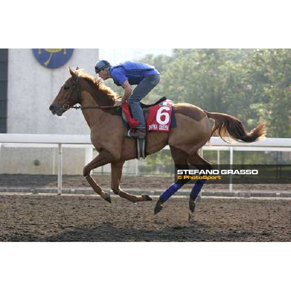 Satwa Queen pictured at Sha Tin racetrack during morning track works Hong Kong, 6th dec. 2006 ph. Stefano Grasso