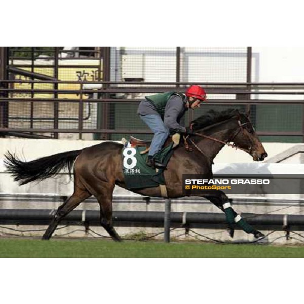 Shamdala pictured at Sha Tin racetrack during morning track works Hong Kong, 6th dec. 2006 ph. Stefano Grasso