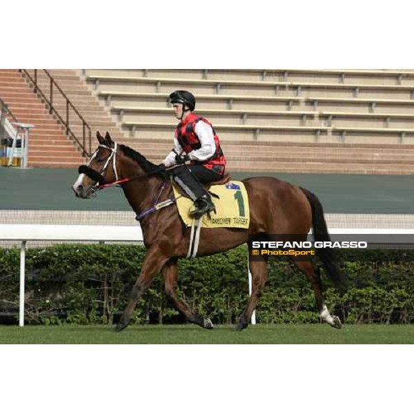 Takeover Target pictured at Sha Tin racetrack preparing for morning track works Hong Kong, 6th dec. 2006 ph. Stefano Grasso