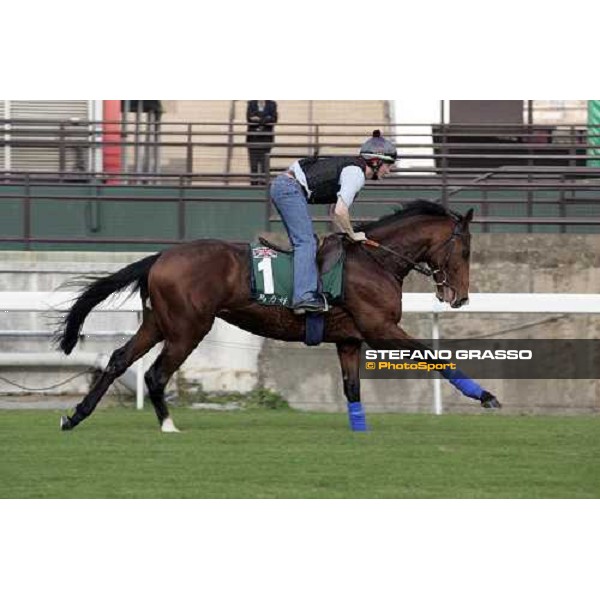 Maraahel pictured at Sha Tin racetrack during morning track works Hong Kong, 6th dec. 2006 ph. Stefano Grasso