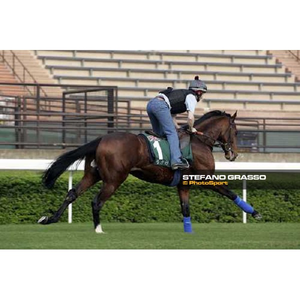 Maraahel pictured at Sha Tin racetrack during morning track works Hong Kong, 6th dec. 2006 ph. Stefano Grasso