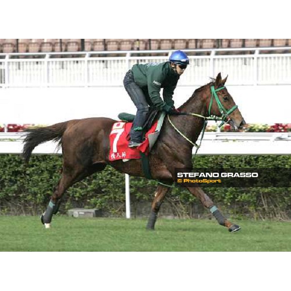 Dia De LA Novia pictured at Sha Tin racetrack during morning track works Hong Kong, 6th dec. 2006 ph. Stefano Grasso