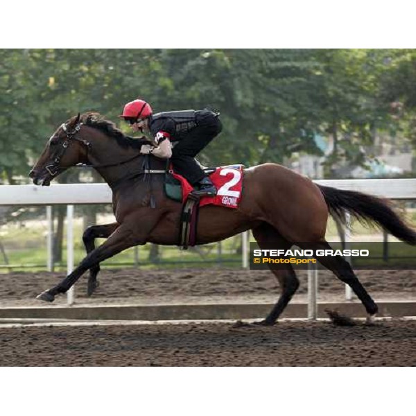 Growl pictured at Sha Tin racetrack during morning track works Hong Kong, 6th dec. 2006 ph. Stefano Grasso