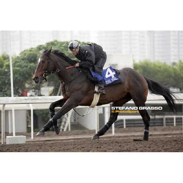 Rebel Rebel pictured at Sha Tin racetrack during morning track works Hong Kong, 6th dec. 2006 ph. Stefano Grasso