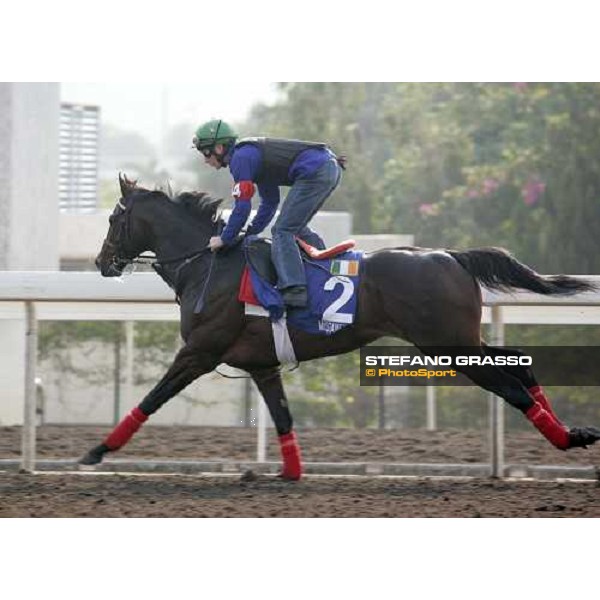 Mustameet pictured at Sha Tin racetrack during morning track works Hong Kong, 6th dec. 2006 ph. Stefano Grasso