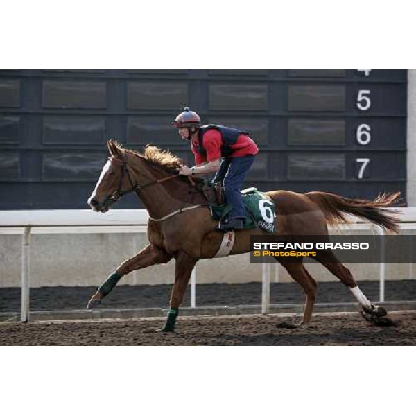 Kastoria pictured at Sha Tin racetrack during morning track works Hong Kong, 6th dec. 2006 ph. Stefano Grasso