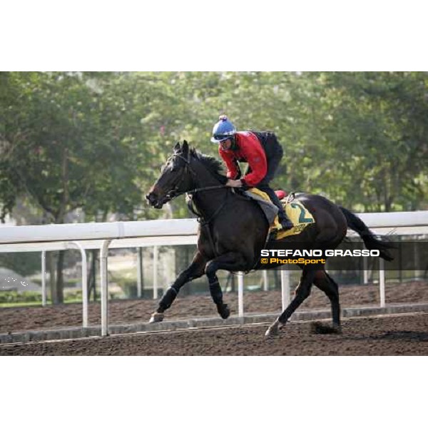 Desert Lord pictured at Sha Tin racetrack during morning track works Hong Kong, 6th dec. 2006 ph. Stefano Grasso