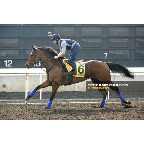 Benbaun pictured at Sha Tin racetrack during morning track works Hong Kong, 6th dec. 2006 ph. Stefano Grasso