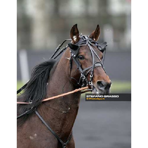 close up for Malabar Circle As before the start of Gran Prix d\' Amerique Paris, Vincennes, 28th january 2007 ph. Stefano Grasso