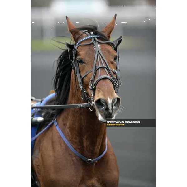close up for Kesaco Phedo going to the start of Grand Prix d\'Amerique Paris, Vincennes, 28th january 2007 ph. Stefano Grasso