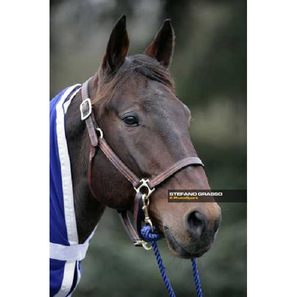 close up for Jag de Bellouet in the stables before the Gran Prix d\' Amerique Paris, Vincennes, 28th january 2007 ph. Stefano Grasso