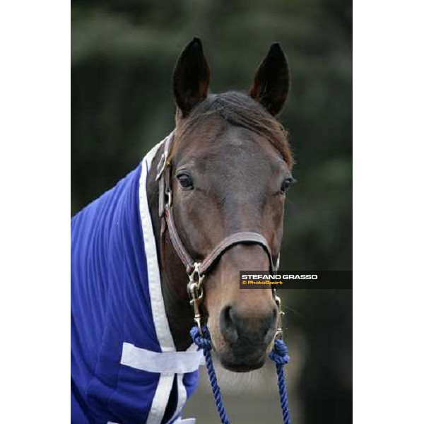 close up for Jag de Bellouet in the stables before the Gran Prix d\' Amerique Paris, Vincennes, 28th january 2007 ph. Stefano Grasso