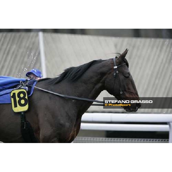 close up for Jag de Bellouet after warming up before the Gran Prix d\' Amerique Paris, Vincennes, 28th january 2007 ph. Stefano Grasso