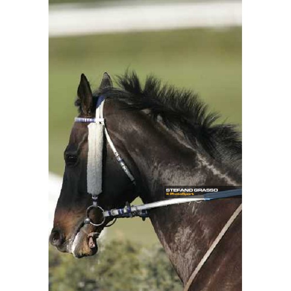 close up for Amica winner of the Premio XXIX Steeple Chase delle Capannelle Rome, 4th february 2007 ph. Stefano Grasso