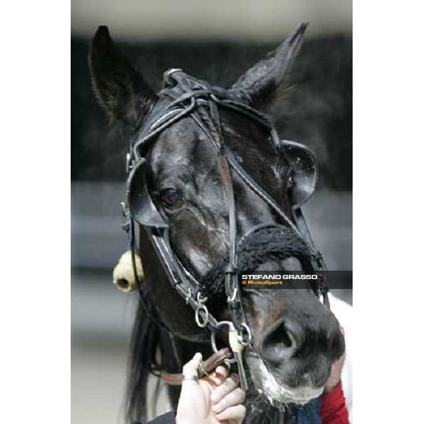 close up for Dominatore D\'Orio winner of Gran Premio Encat \'Memorial Fausto Branchini\' Milan, San Siro 11st february 2007 ph. Stefano Grasso