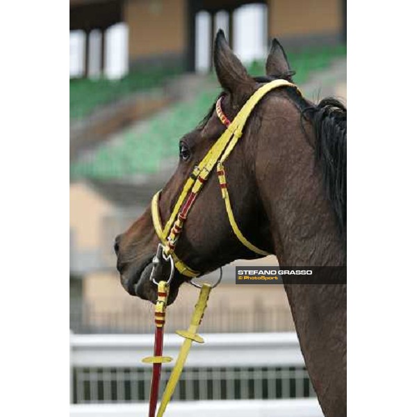 close up for Or ou Argent winner of LVII Gran Corsa Siepi di Roma Rome, 18th february 2007 ph. Stefano Grasso