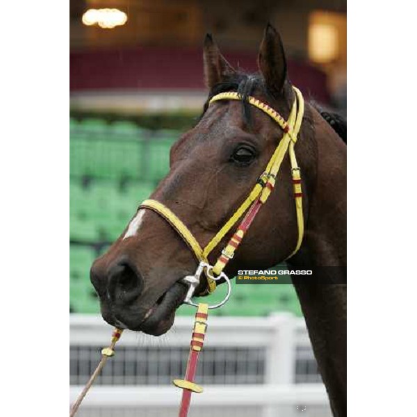 close up for Or ou Argent winner of LVII Gran Corsa Siepi di Roma Rome, 18th february 2007 ph. Stefano Grasso