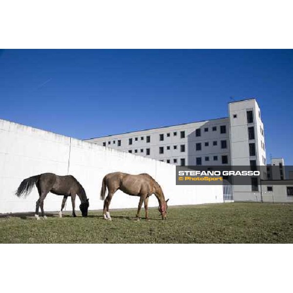 I cavalli per il progetto \'Cavalli in Carcere\', alla casa di reclusione di Bollate Bollate, 27 febbraio 2007 ph. Stefano Grasso