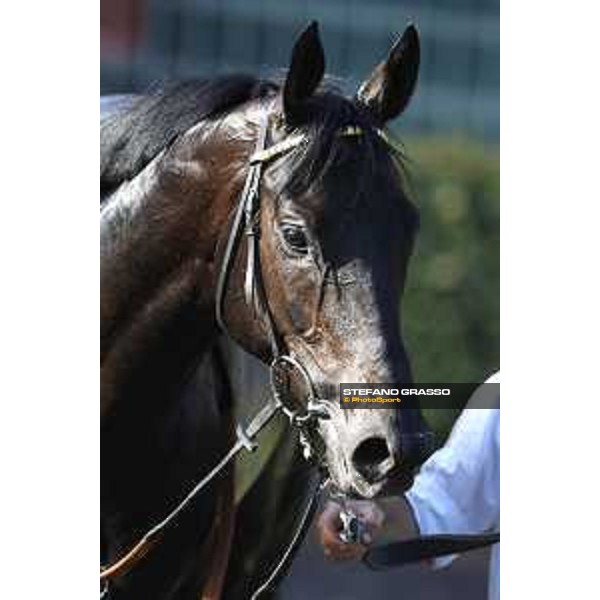 A portrait of Time to Choose after winning the Premio Presidente della Repubblica GBI Racing Rome,Capannelle racecourse 14 may 2017 ph.Stefano Grasso