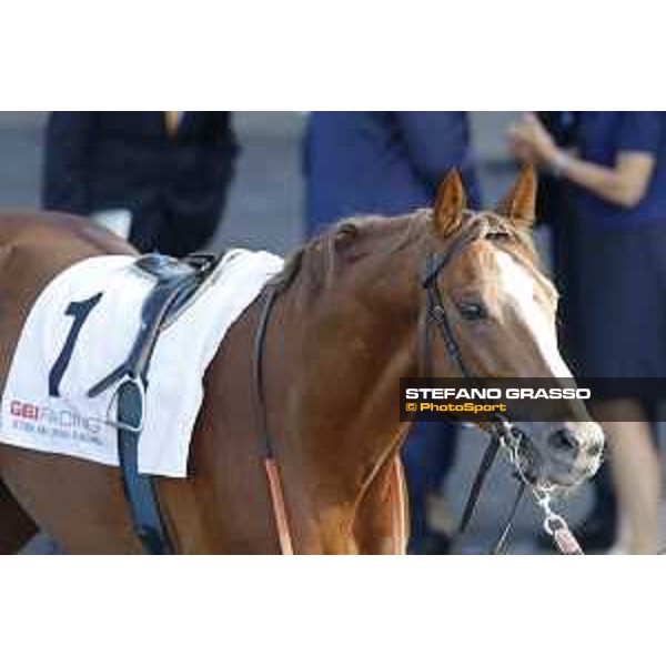Basileus - Premio Presidente della Repubblica GBI racing Rome Capannelle racecourse, 14th may 2017 - ph.Stefano Grasso