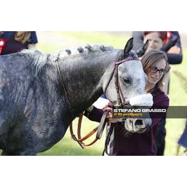 Faleh Bughenaim on Meblsh wins the Premio Dubai International Arabian Races Rome Capannelle racecourse, 14th may 2017 - ph.Stefano Grasso