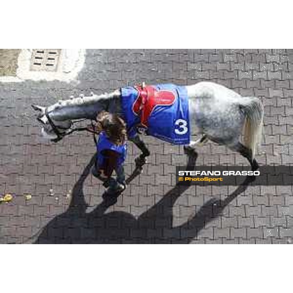 Meblsh parades before winning the Premio Dubai International Arabian Races Rome Capannelle racecourse, 14th may 2017 - ph.Stefano Grasso