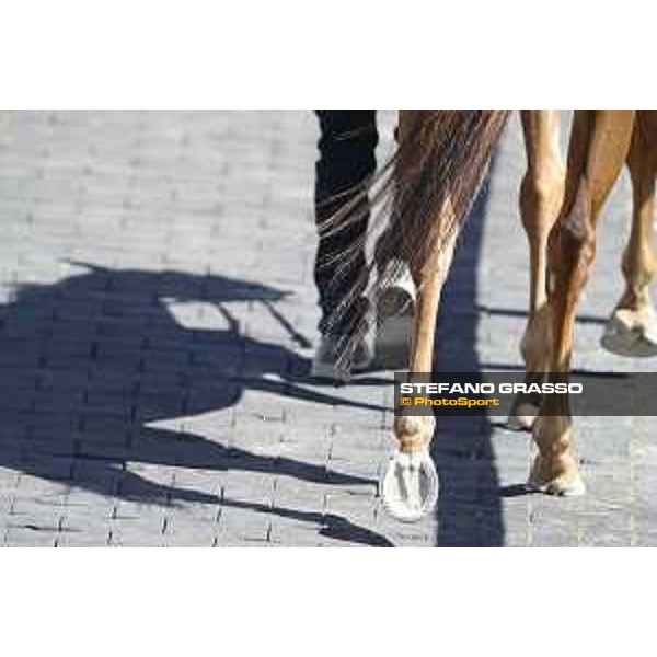 walking in the paddock Rome Capannelle racecourse, 14th may 2017 - ph.Stefano Grasso