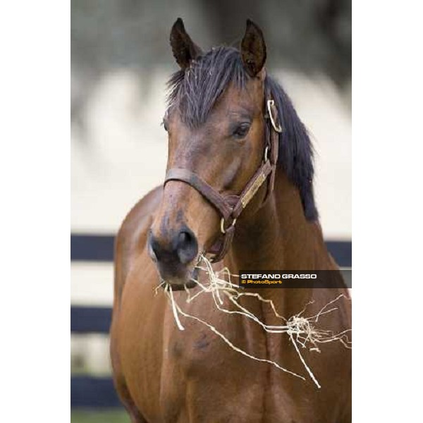 Agnes Gold pictured at Lambholm Reddick, 1st march 2007 ph. Stefano Grasso