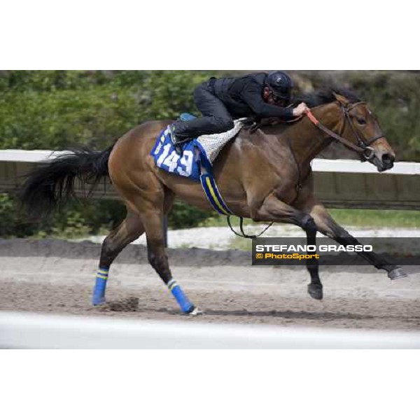 a two year old in training at Calder racetrack Miami, 4th march 2007 ph. Stefano Grasso