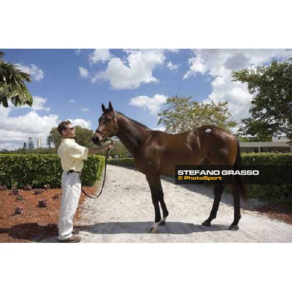 selected sales of 2YOs in training at Calder - the top price at 2.500.000 Usdollars, bay colt by Storm Cat out of Moon Safari Miami, 6th march 2007 ph. Stefano Grasso