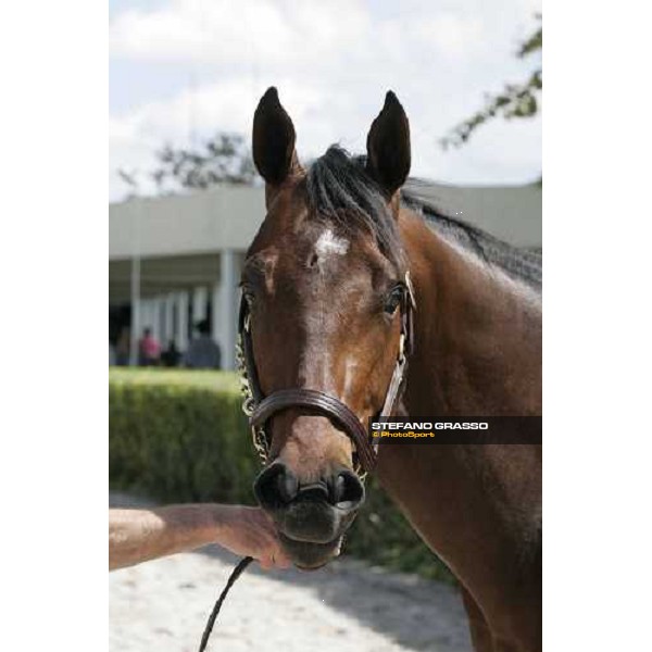 selected sales of 2YOs in training at Calder - the top price at 2.500.000 Usdollars, bay colt by Storm Cat out of Moon Safari Miami, 6th march 2007 ph. Stefano Grasso