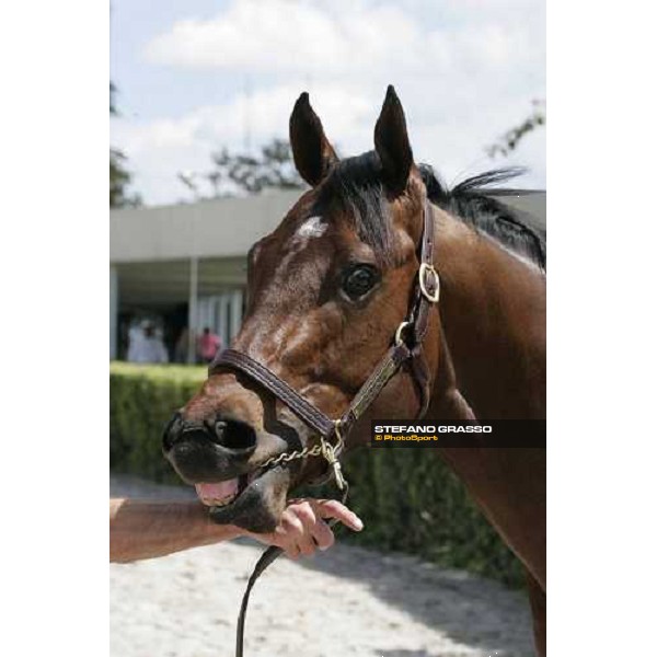 selected sales of 2YOs in training at Calder - the top price at 2.500.000 Usdollars, bay colt by Storm Cat out of Moon Safari Miami, 6th march 2007 ph. Stefano Grasso
