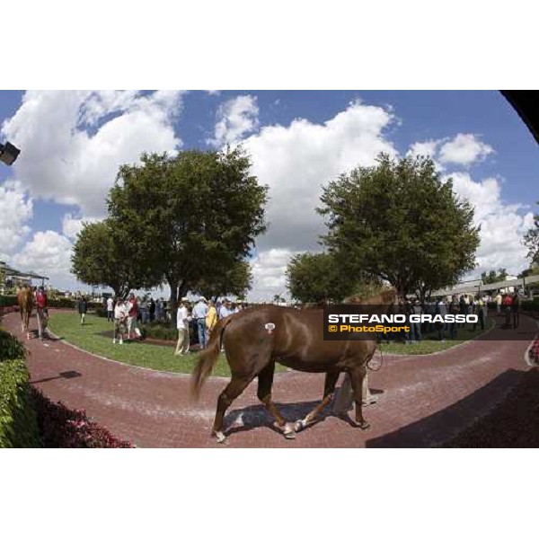 selected sales of 2YOs in training at Calder Miami, 6th march 2007 ph. Stefano Grasso