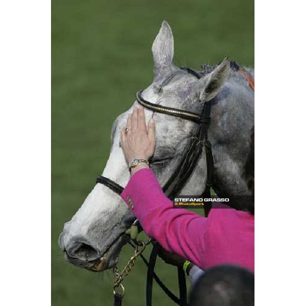 a caress to Ebaziyan winner of The Anglo Irish Bank Supreme Novices\' Hurdle Race Cheltenham, the Festival, 13th march 2007 ph. Stefano Grasso