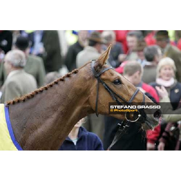 a close up for Taranis winner of the Ryanair Chase Cheltenham, The Festival, 3rd day. 15th march 2007 ph. Stefano Grasso