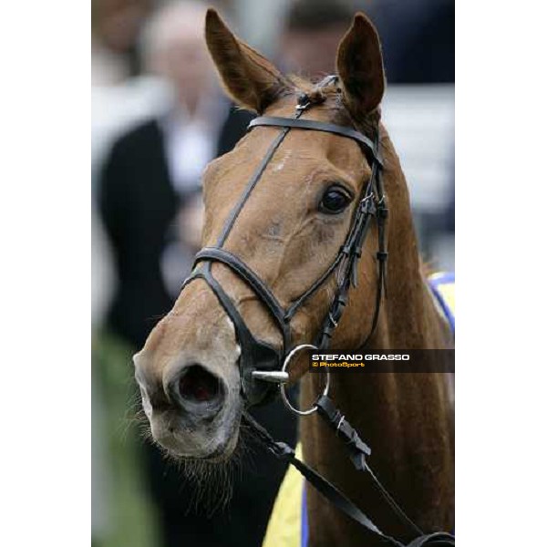 a close up for Taranis winner of the Ryanair Chase Cheltenham, The Festival, 3rd day. 15th march 2007 ph. Stefano Grasso