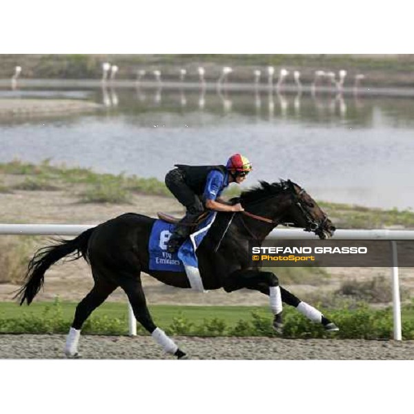 Frankie Dettori on Ramonti during morning track works at Al Quoz racing stables with flamingos in the back ground Dubai, 28th march 2007 ph. Stefano Grasso