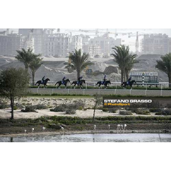 flamingos and horses in training at Godolphin stables Dubai, Al Quoz 28th march 2007 ph. Stefano Grasso