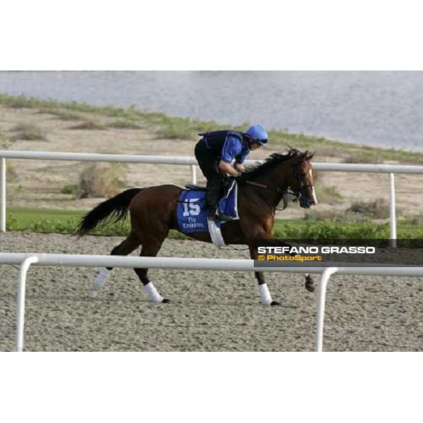 Discreet Cat during morning track works at Godolphin stables Dubai, Al Quoz 28th march 2007 ph. Stefano Grasso